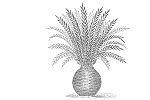 Cycad Trivia