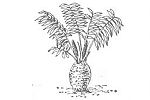 Cycad Trivia